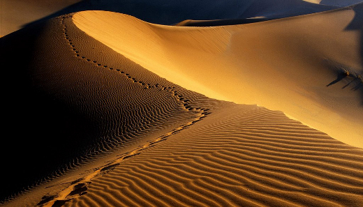 footprints in desert (cropped)