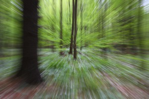 lucid dream forest 2