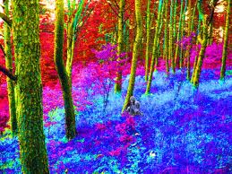 lucid dream forest 3