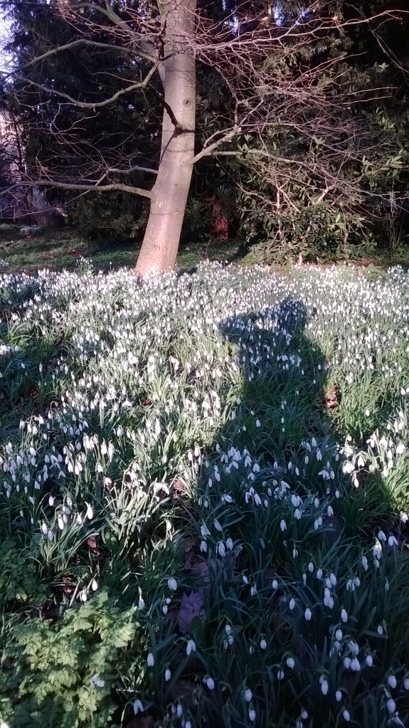 Snowdrops in University Parks